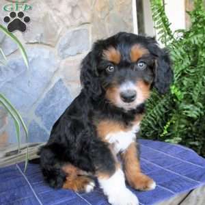 Ashe, Mini Aussiedoodle Puppy